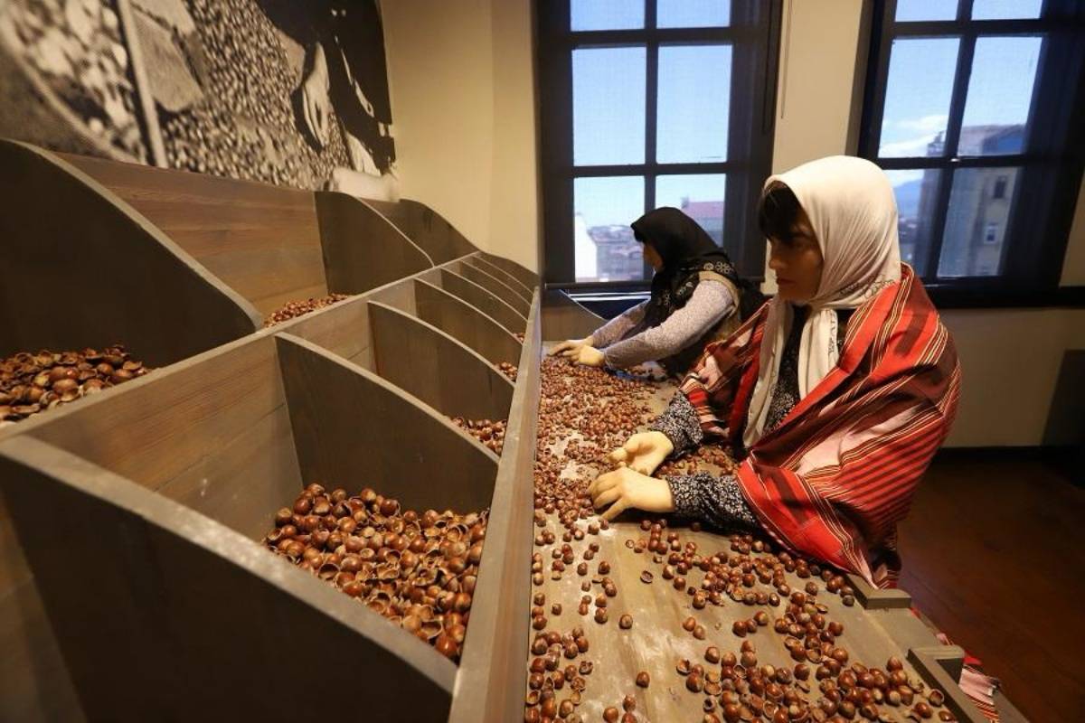 Fındığın öyküsü bu müzede! 14 bin 550 kişi gezdi Fındığın öyküsü bu müzede! 14 bin 550 kişi gezdi