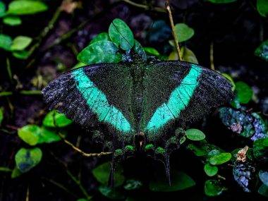 Konya Tropikal Kelebek Bahçesi sakini bir kelebek
