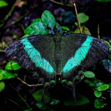 Konya Tropikal Kelebek Bahçesi sakini bir kelebek