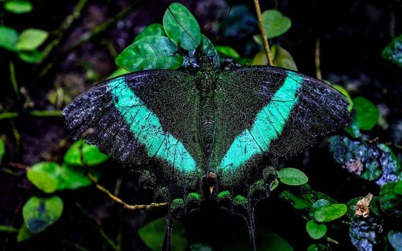 Konya Tropikal Kelebek Bahçesi sakini bir kelebek