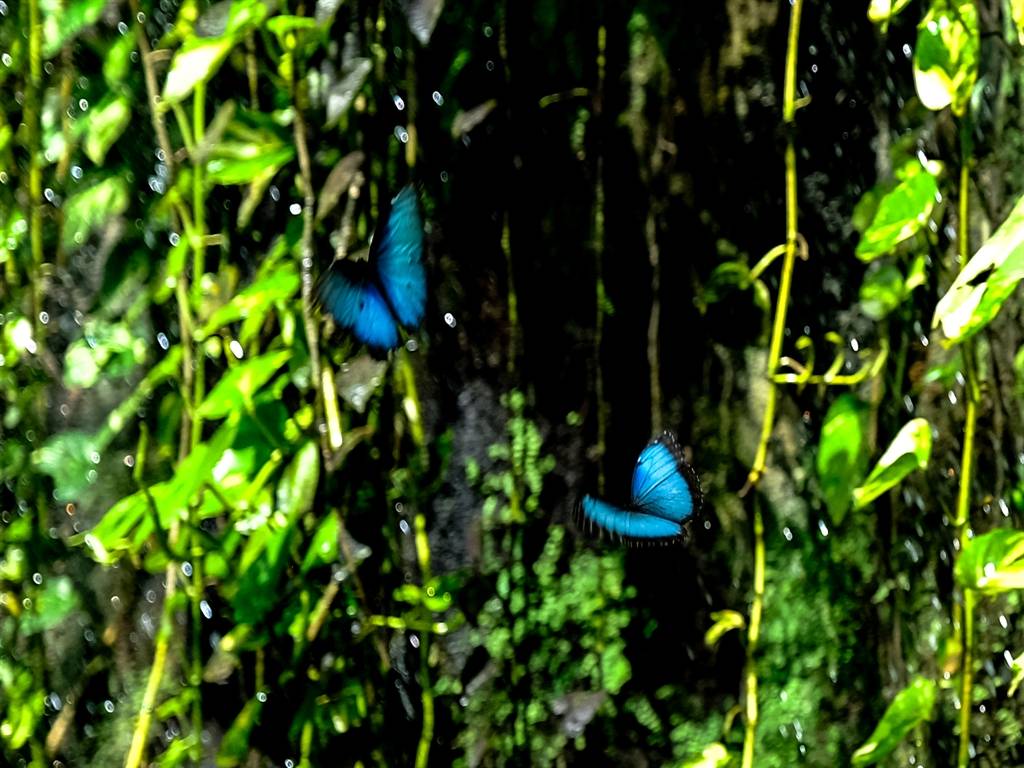 Konya Tropikal Kelebek Bahçesi sakini bir kelebek