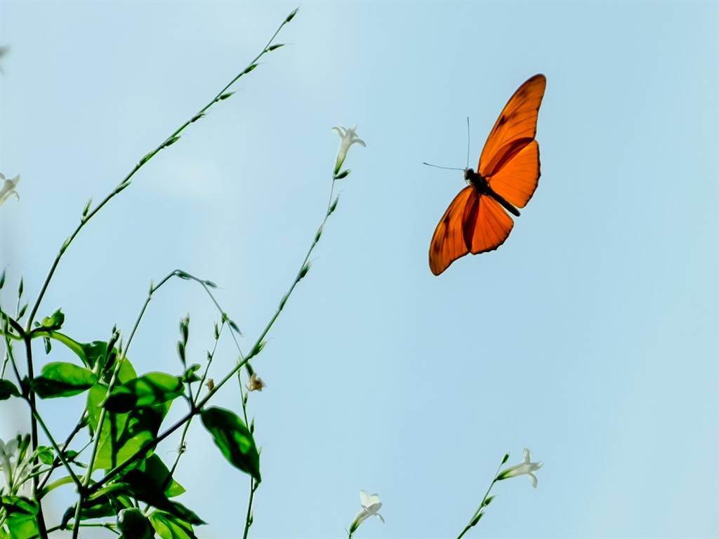 Konya Tropikal Kelebek Bahçesi sakini bir kelebek