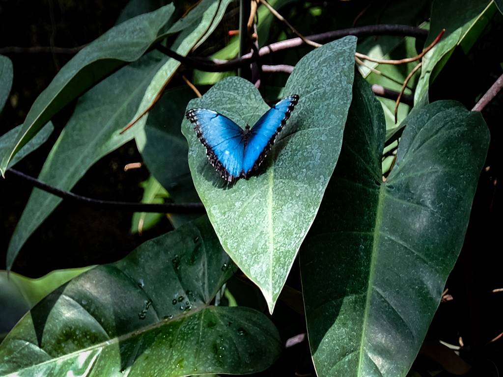 Konya Tropikal Kelebek Bahçesi sakini bir kelebek