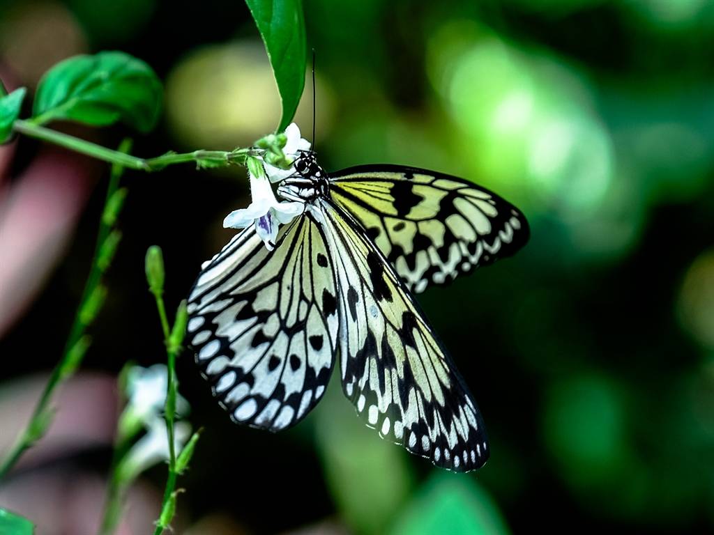Konya Tropikal Kelebek Bahçesi sakini bir kelebek