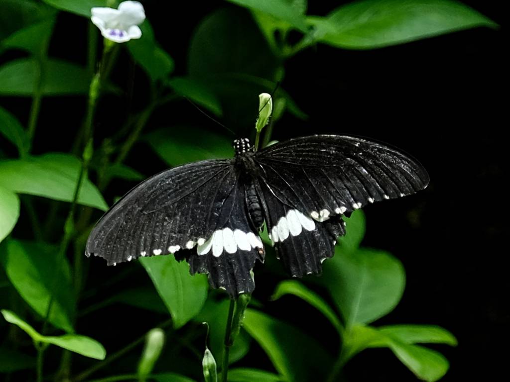 Konya Tropikal Kelebek Bahçesi sakini bir kelebek