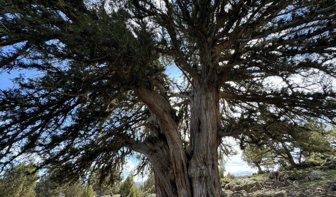 Karaman'daki 1931 yaşındaki ardıç ağacı.