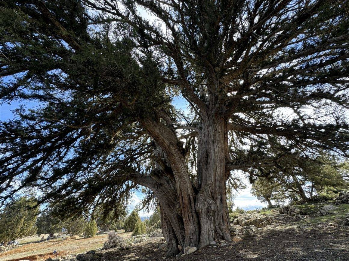 Karaman'daki 1931 yaşındaki ardıç ağacı.