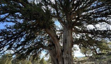 Karaman'daki 1931 yaşındaki ardıç ağacı.