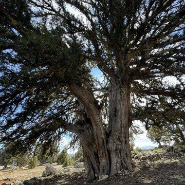 Karaman'daki 1931 yaşındaki ardıç ağacı.
