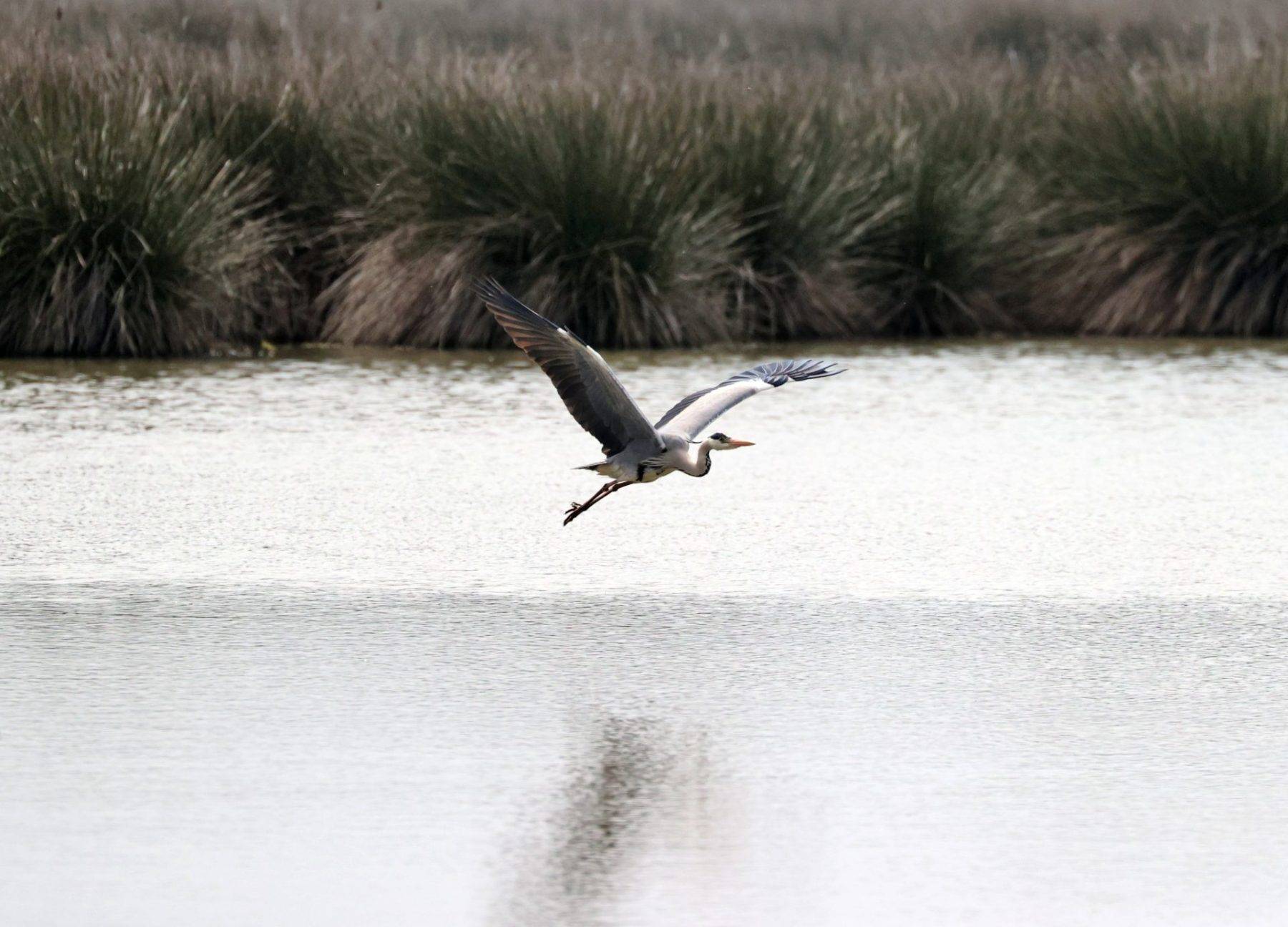 Kızılırmak Deltası Kuş Cenneti bahar ile şenlendi
