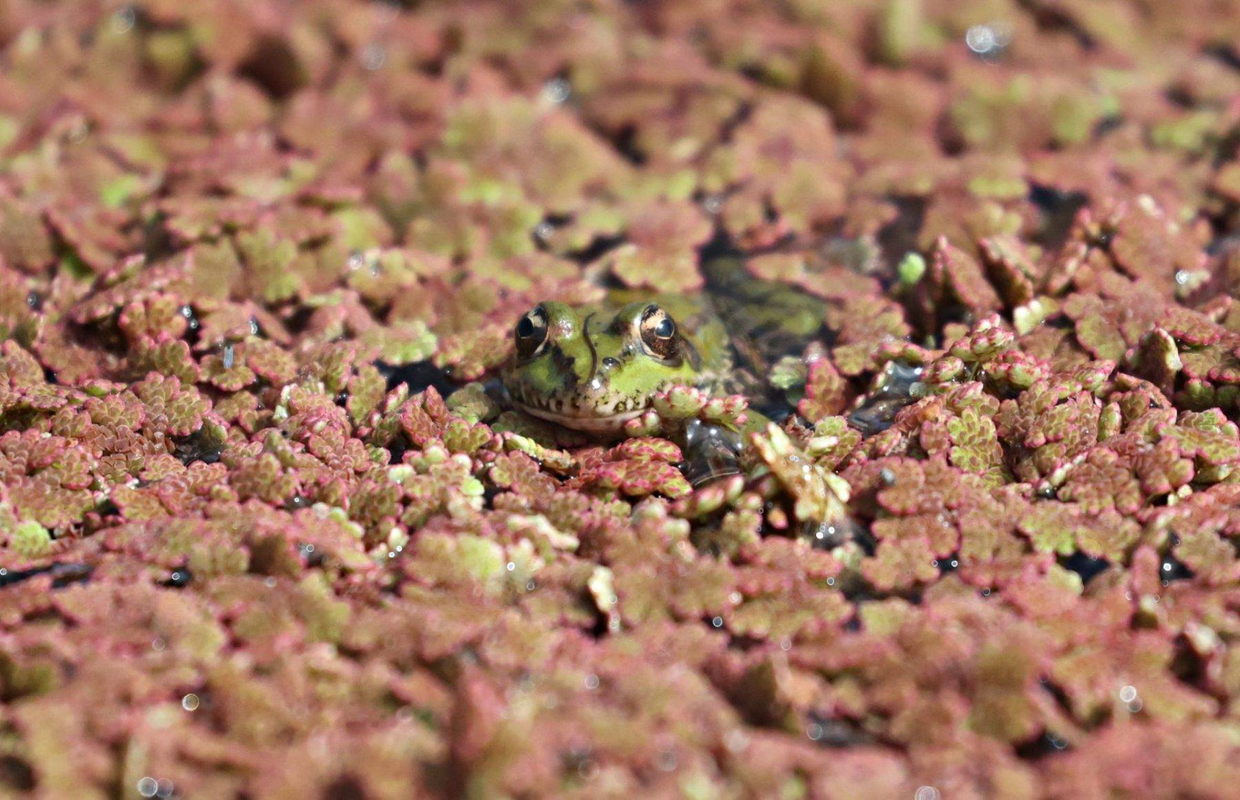 Kızılırmak Deltası Kuş Cenneti bahar ile şenlendi