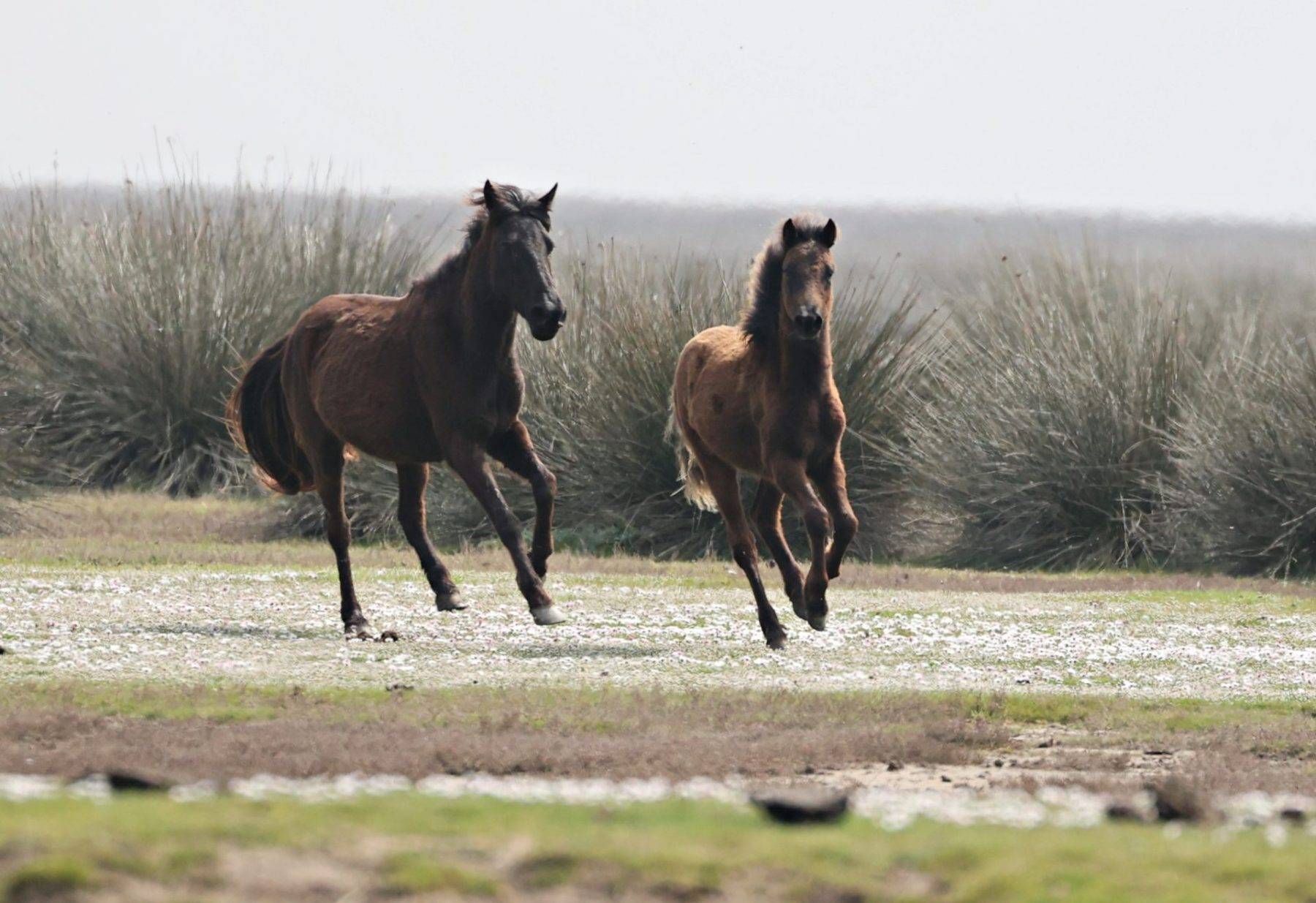 Kızılırmak Deltası Kuş Cenneti bahar ile şenlendi