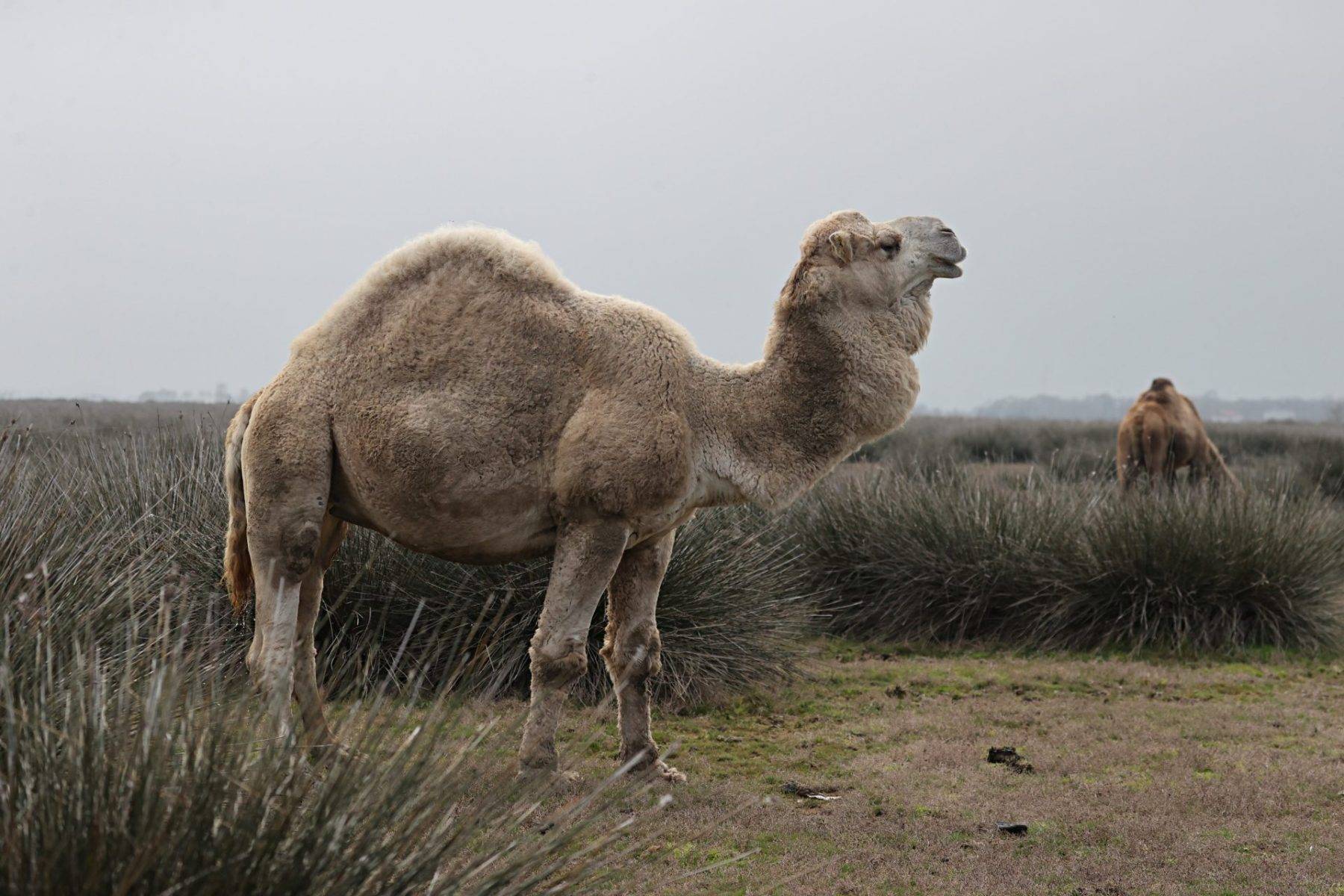 Kızılırmak Deltası Kuş Cenneti bahar ile şenlendi