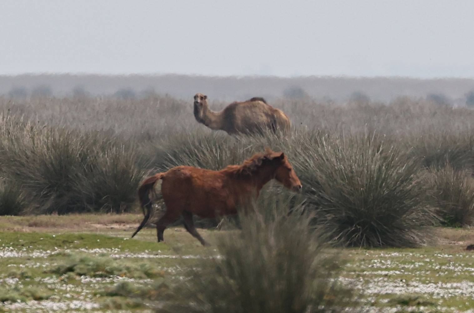 Kızılırmak Deltası Kuş Cenneti bahar ile şenlendi