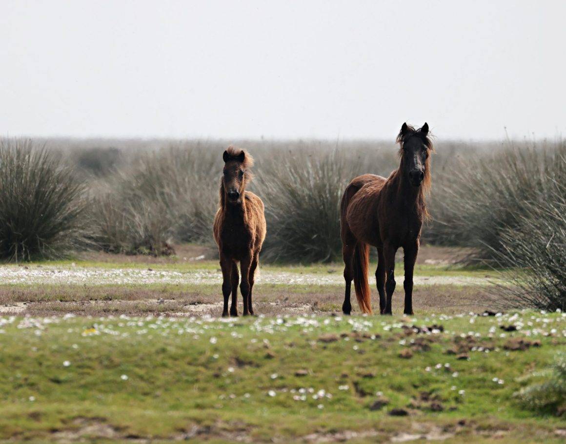 Kızılırmak Deltası Kuş Cenneti bahar ile şenlendi