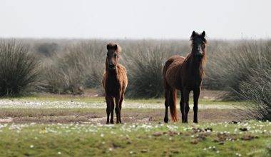 Kızılırmak Deltası Kuş Cenneti bahar ile şenlendi