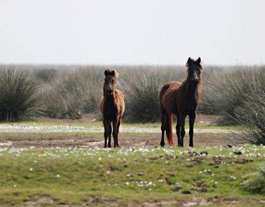 Kızılırmak Deltası Kuş Cenneti bahar ile şenlendi