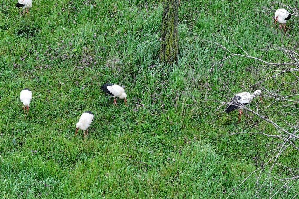 İstanbul Esenler'deki 15 Temmuz Millet Bahçesi'nde mola veren leylekler ilgi çekti