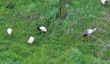 İstanbul Esenler'deki 15 Temmuz Millet Bahçesi'nde mola veren leylekler ilgi çekti