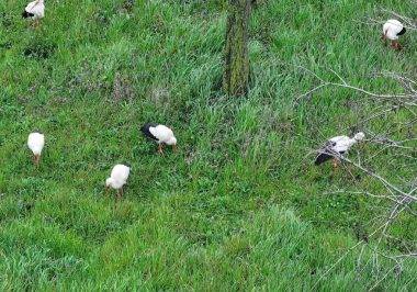 İstanbul Esenler'deki 15 Temmuz Millet Bahçesi'nde mola veren leylekler ilgi çekti