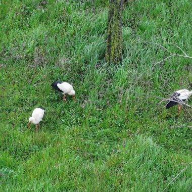İstanbul Esenler'deki 15 Temmuz Millet Bahçesi'nde mola veren leylekler ilgi çekti