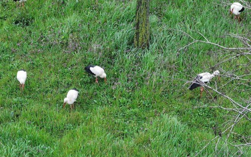 İstanbul Esenler'deki 15 Temmuz Millet Bahçesi'nde mola veren leylekler ilgi çekti