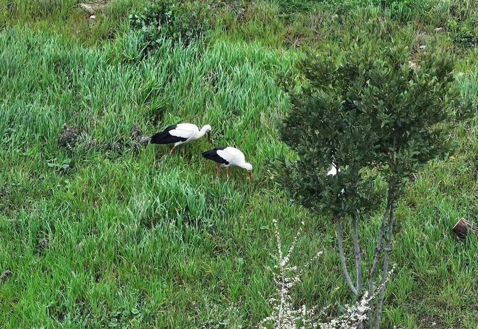 İstanbul Esenler'deki 15 Temmuz Millet Bahçesi'nde mola veren leylekler ilgi çekti
