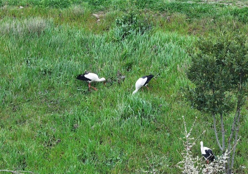 İstanbul Esenler'deki 15 Temmuz Millet Bahçesi'nde mola veren leylekler ilgi çekti