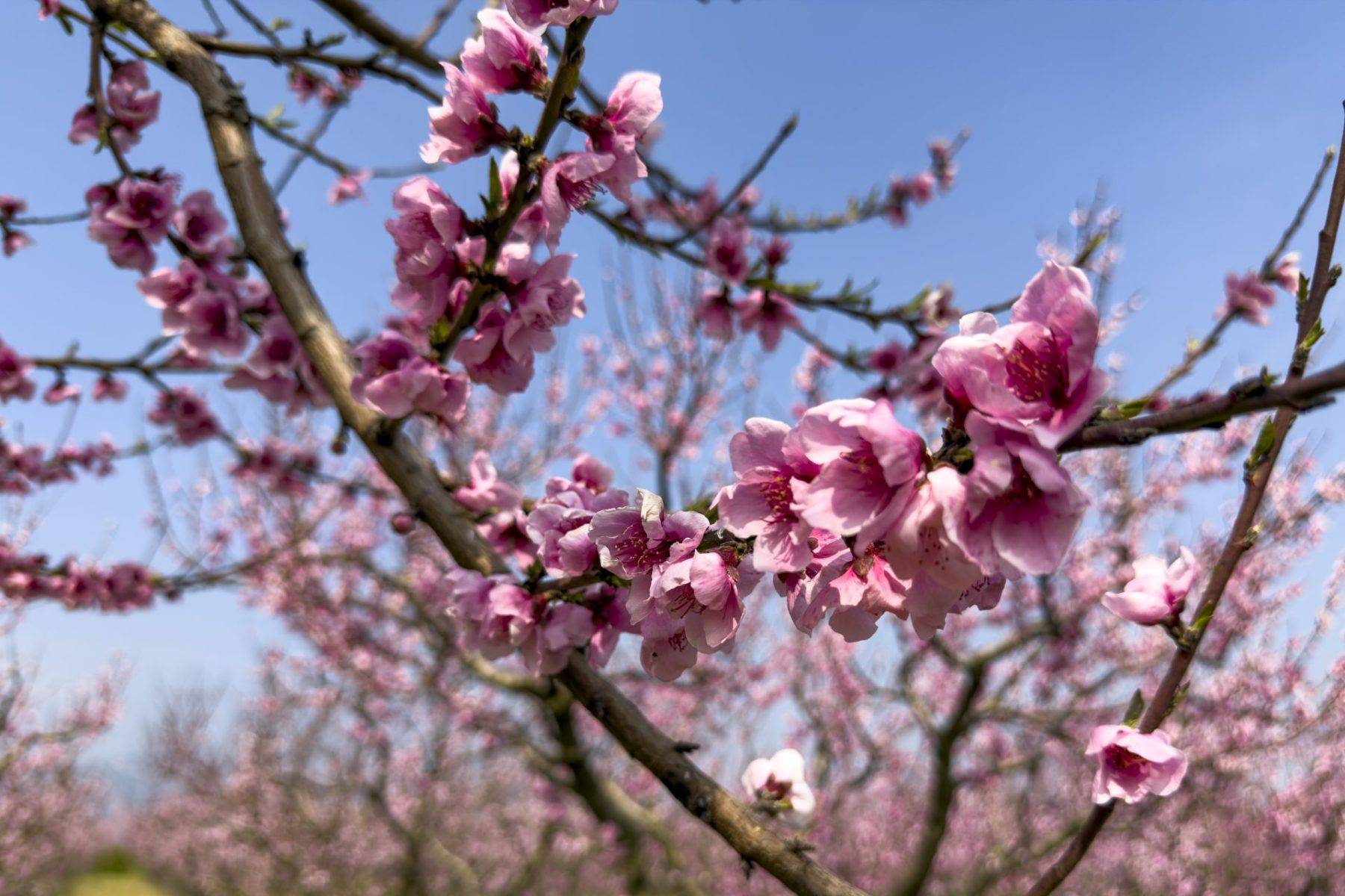 İzmir'in Selçuk ilçesinde çiçek açan şeftali ağaçları tarlaları boyadı
