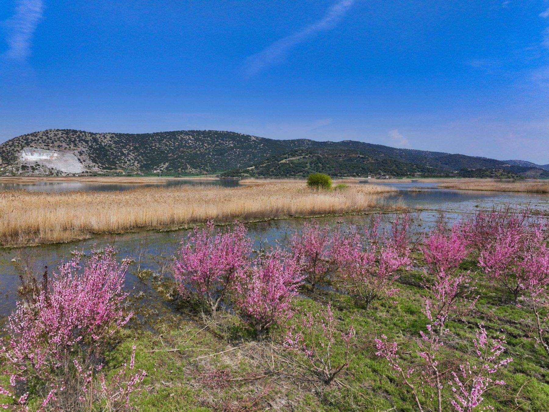 İzmir'in Selçuk ilçesinde çiçek açan şeftali ağaçları tarlaları boyadı