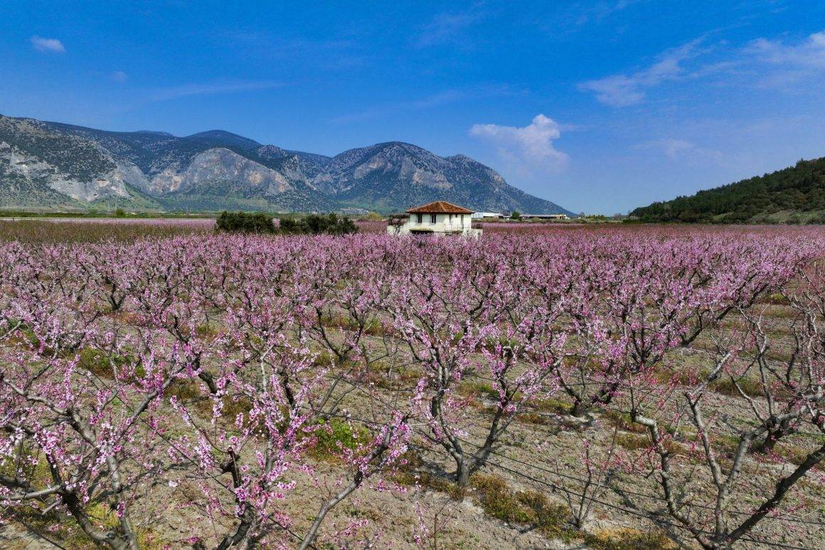 İzmir'in Selçuk ilçesinde çiçek açan şeftali ağaçları tarlaları boyadı