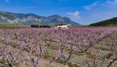 İzmir'in Selçuk ilçesinde çiçek açan şeftali ağaçları tarlaları boyadı