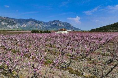 İzmir'in Selçuk ilçesinde çiçek açan şeftali ağaçları tarlaları boyadı