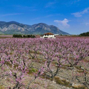 İzmir'in Selçuk ilçesinde çiçek açan şeftali ağaçları tarlaları boyadı