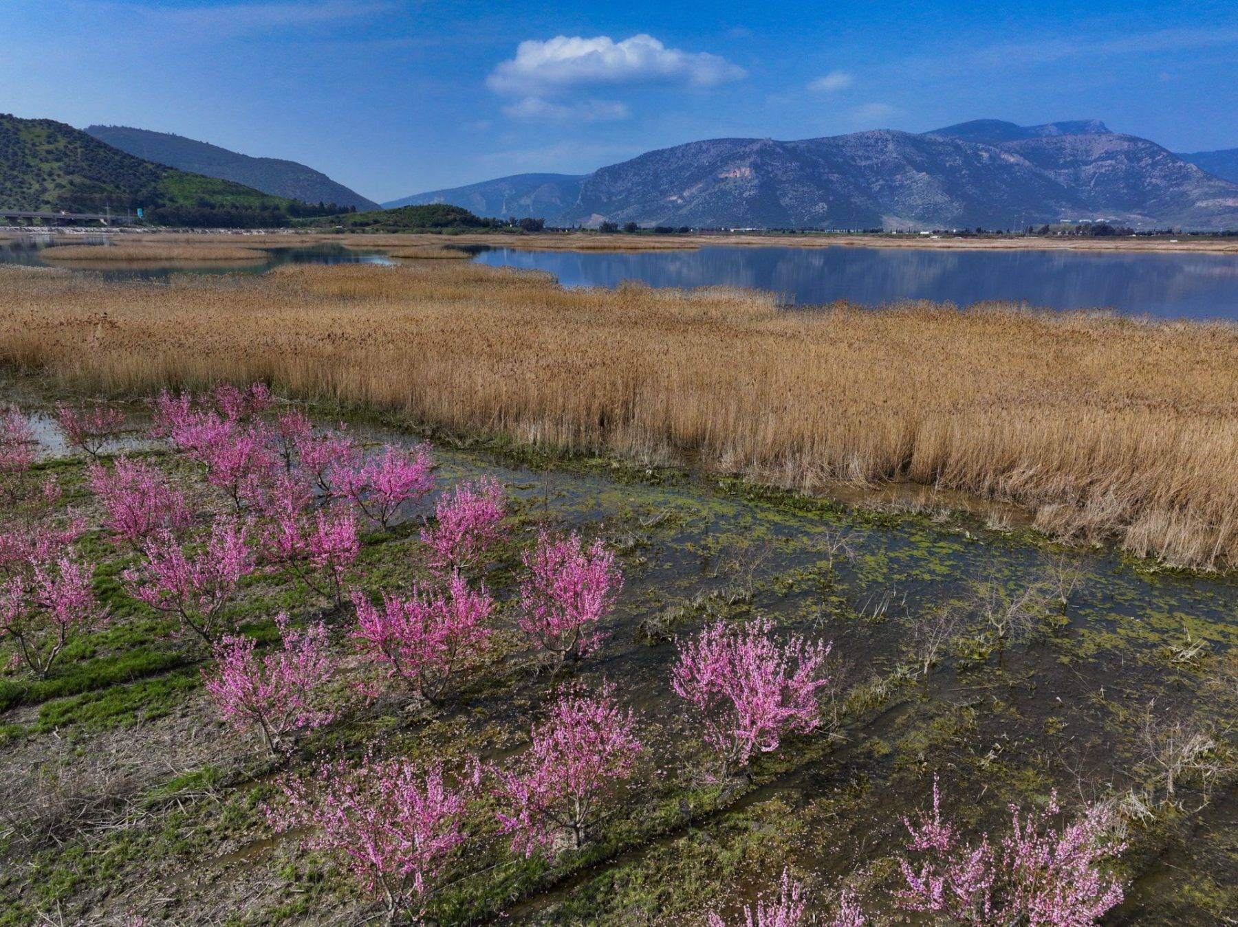 İzmir'in Selçuk ilçesinde çiçek açan şeftali ağaçları tarlaları boyadı