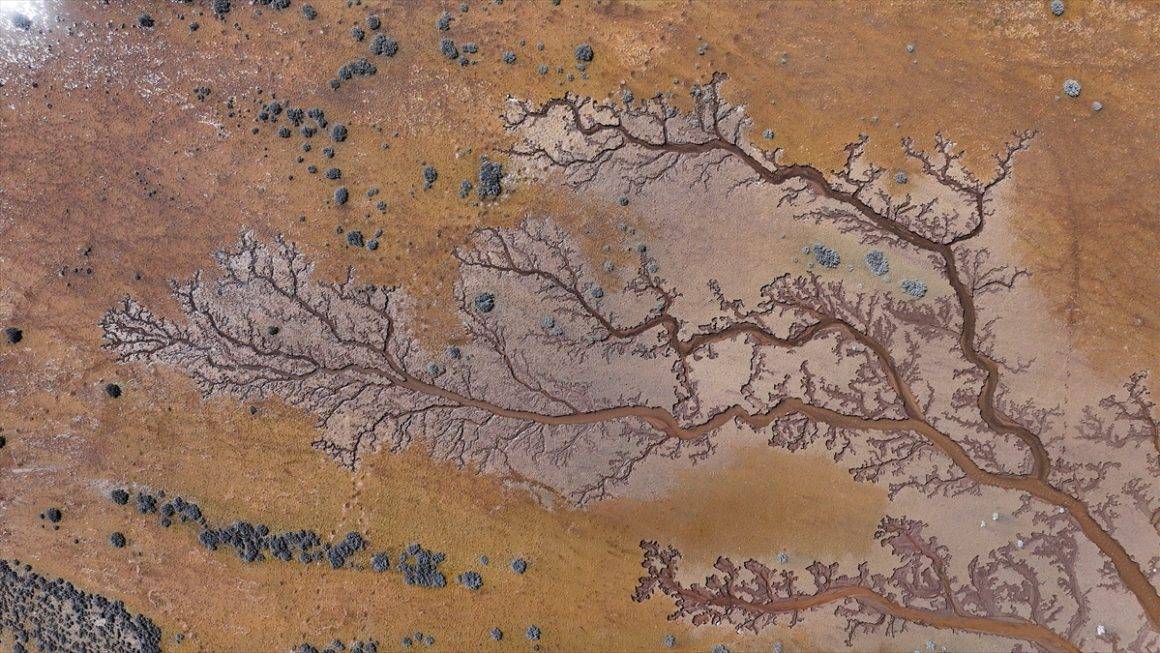 Kendiliğinden oluşan hayat ağacı! Kayseri'de göl havzasında ilginç görüntüler