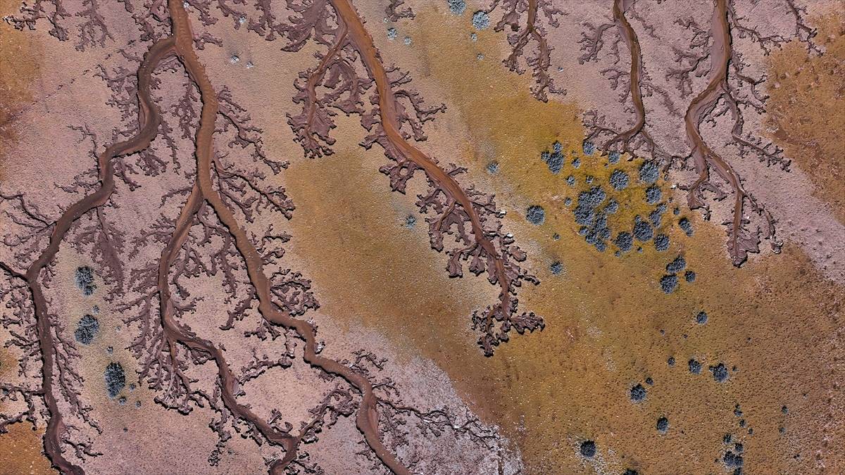 Kendiliğinden oluşan hayat ağacı! Kayseri'de göl havzasında ilginç görüntüler