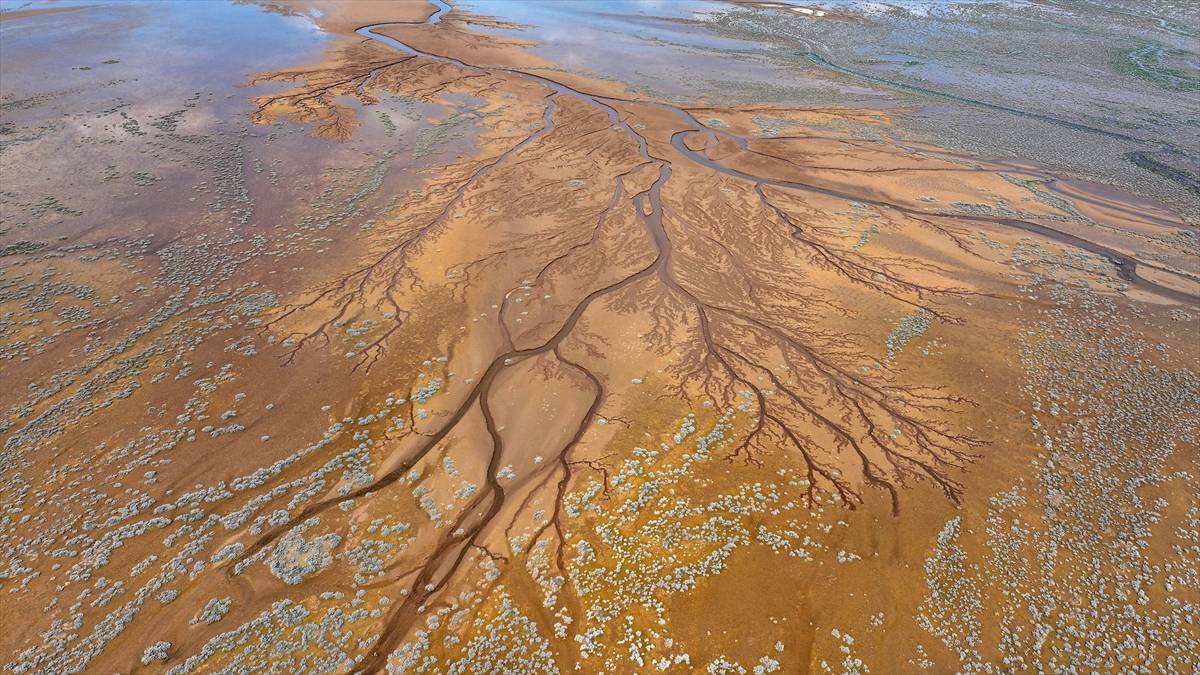 Kendiliğinden oluşan hayat ağacı! Kayseri'de göl havzasında ilginç görüntüler