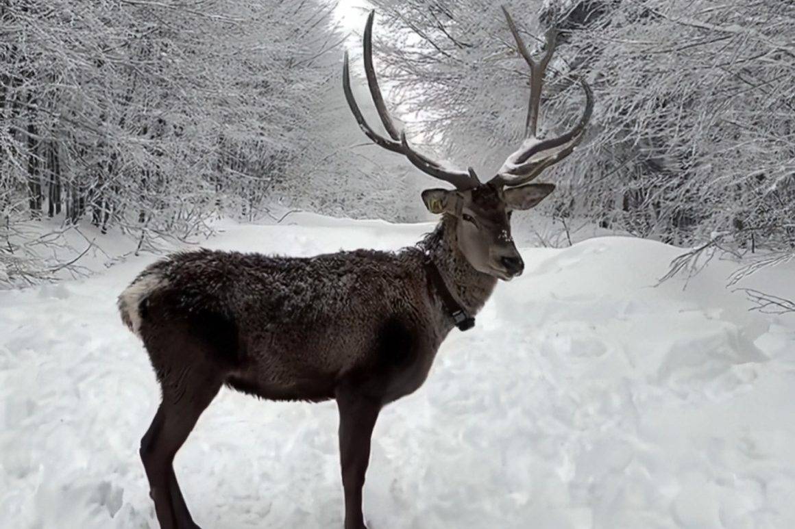 Ramazan Bayramı tatilinde Kocaeli'deki Kuzuyayla'ya giden tatilciler kızıl geyikler ile karşılaştı