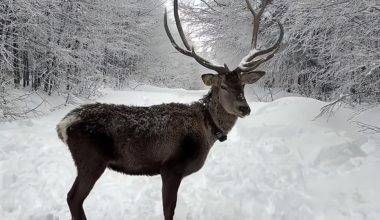 Ramazan Bayramı tatilinde Kocaeli'deki Kuzuyayla'ya giden tatilciler kızıl geyikler ile karşılaştı