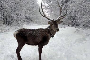 Ramazan Bayramı tatilinde Kocaeli'deki Kuzuyayla'ya giden tatilciler kızıl geyikler ile karşılaştı