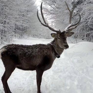 Ramazan Bayramı tatilinde Kocaeli'deki Kuzuyayla'ya giden tatilciler kızıl geyikler ile karşılaştı