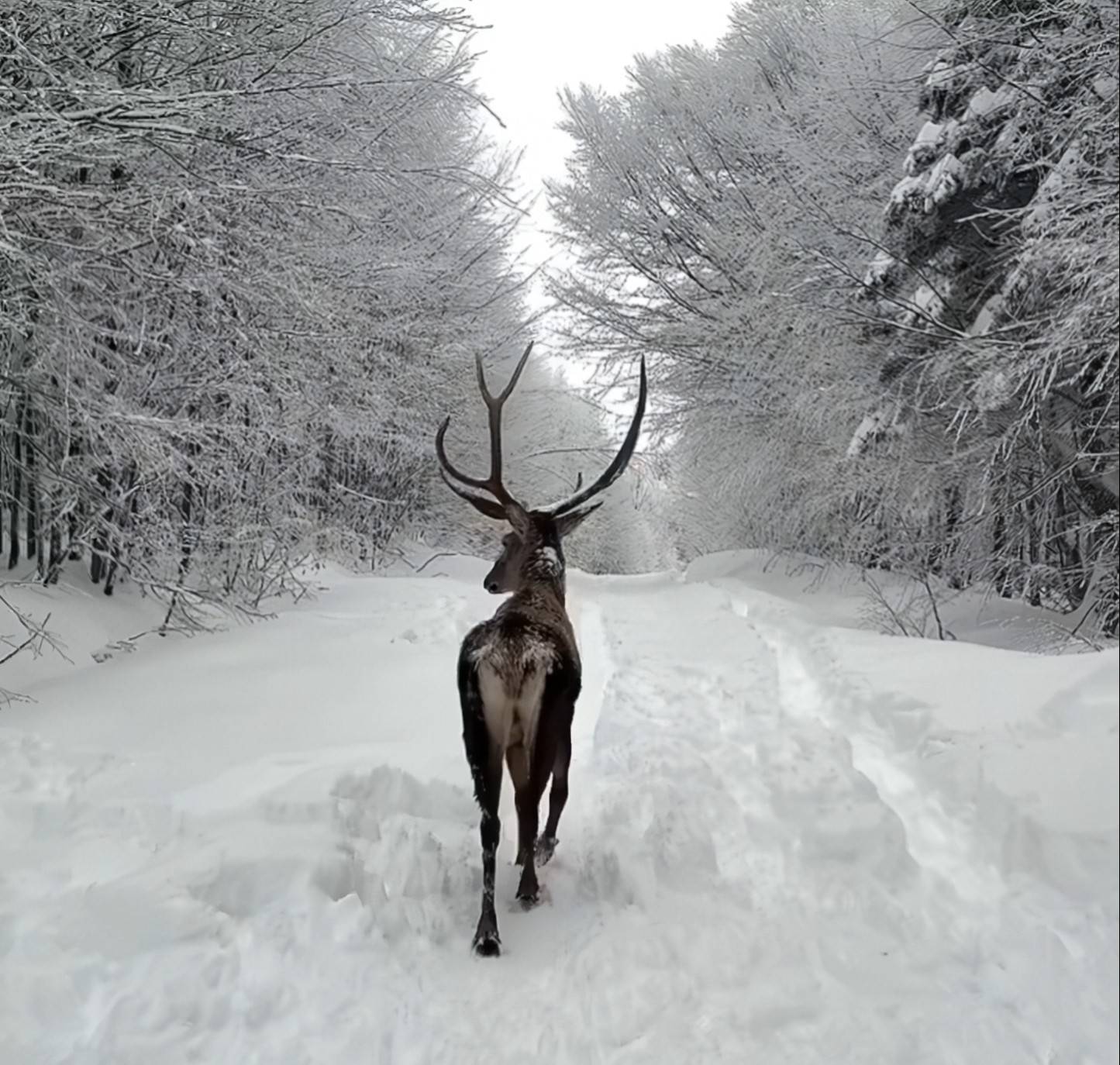 Ramazan Bayramı tatilinde Kocaeli'deki Kuzuyayla'ya giden tatilciler kızıl geyikler ile karşılaştı