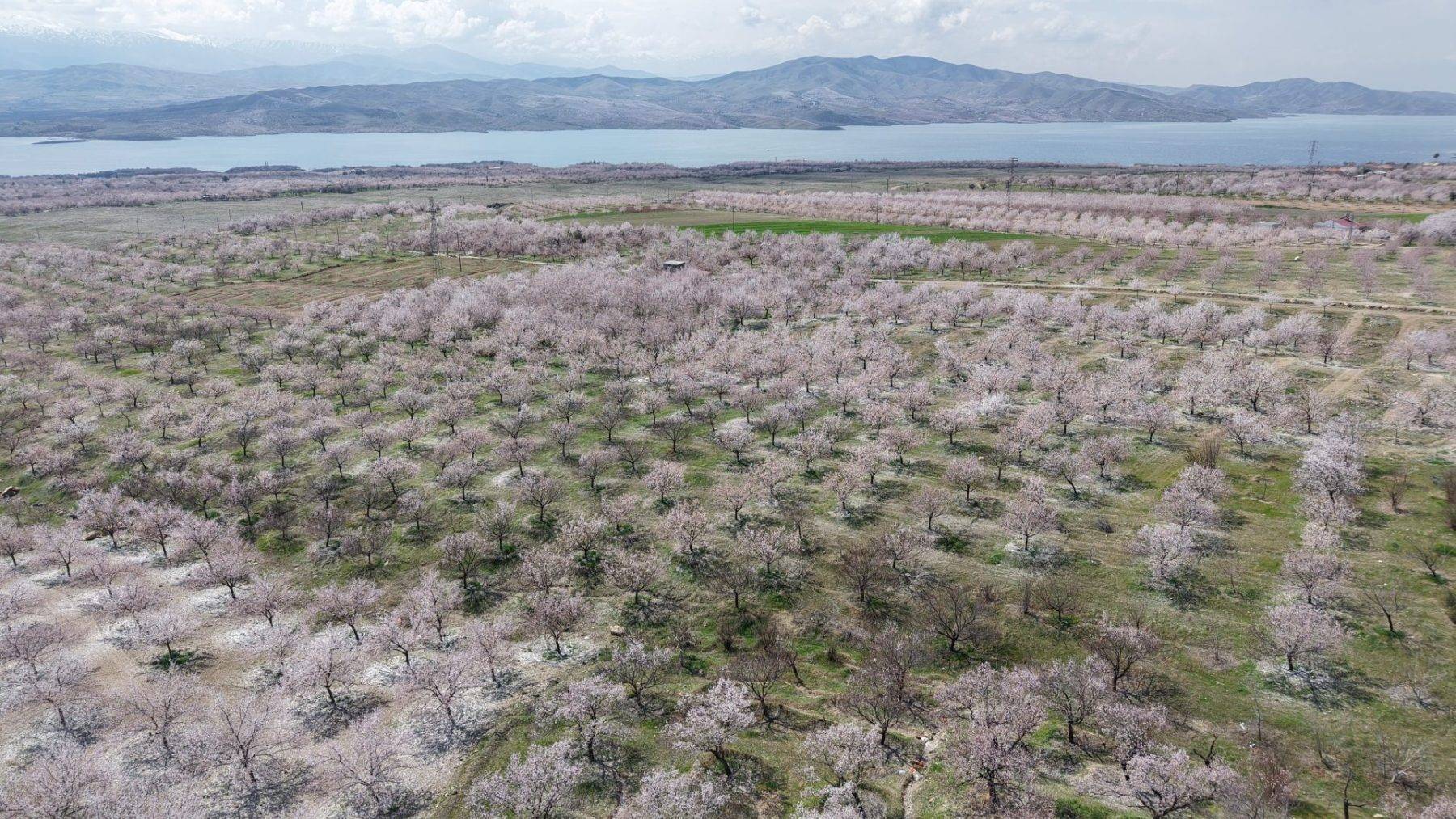 Kayısı ağaçları çiçek açtı, Elazığ'da izleyenleri mest eden manzaralar ortaya çıktı