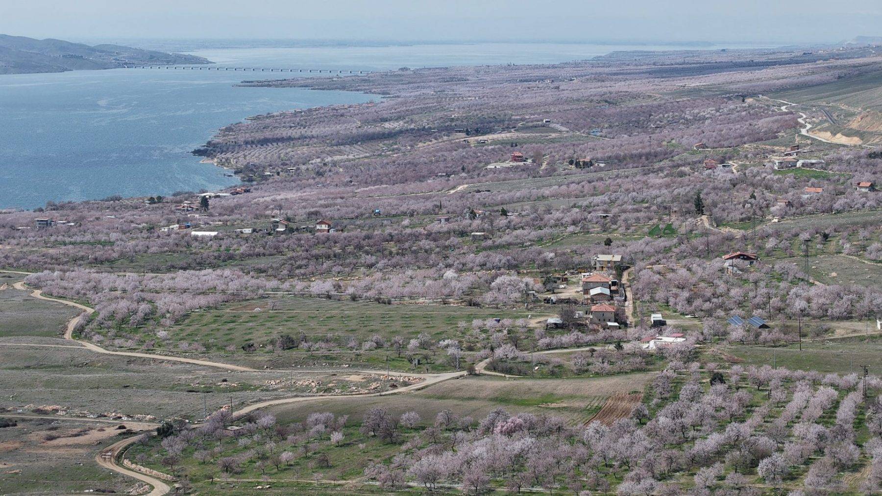 Kayısı ağaçları çiçek açtı, Elazığ'da izleyenleri mest eden manzaralar ortaya çıktı