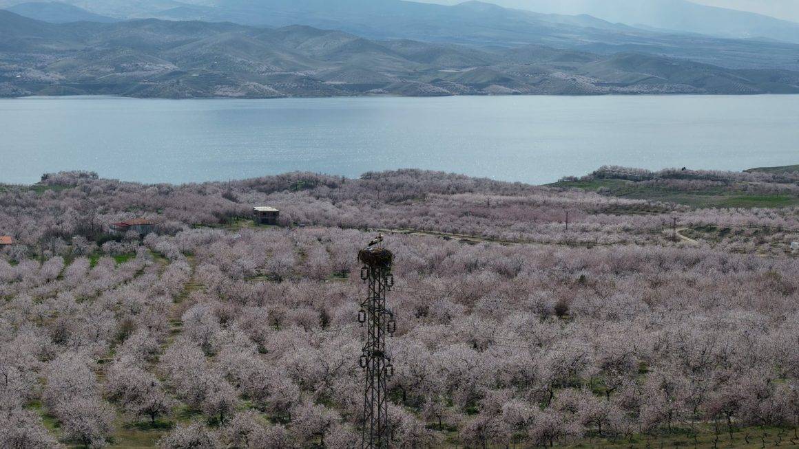 Kayısı ağaçları çiçek açtı, Elazığ'da izleyenleri mest eden manzaralar ortaya çıktı