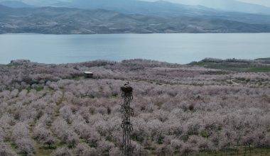 Kayısı ağaçları çiçek açtı, Elazığ'da izleyenleri mest eden manzaralar ortaya çıktı