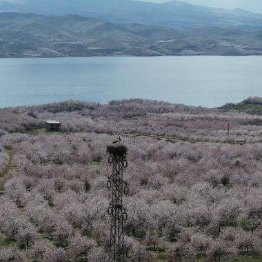 Kayısı ağaçları çiçek açtı, Elazığ'da izleyenleri mest eden manzaralar ortaya çıktı