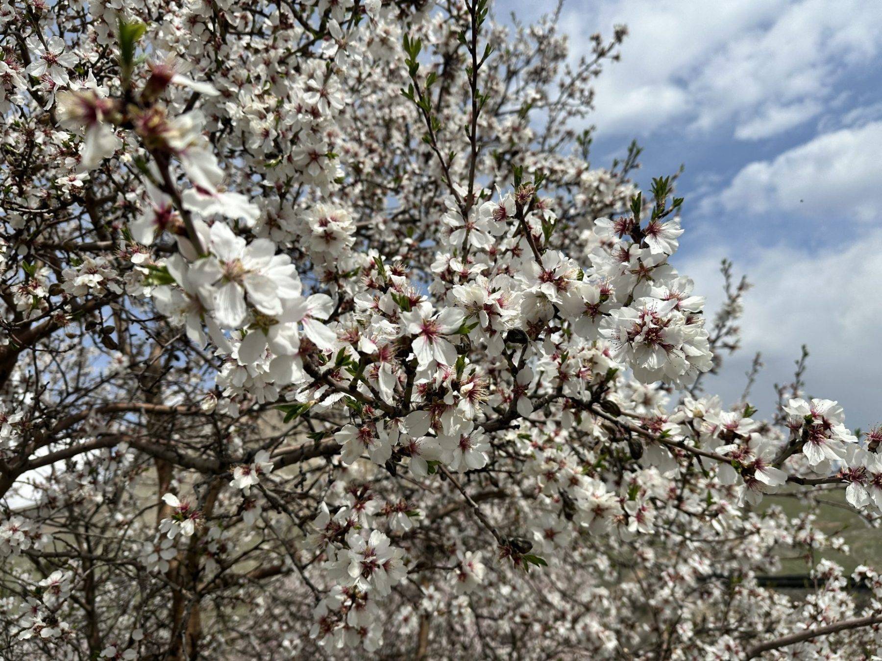 Kayısı ağaçları çiçek açtı, Elazığ'da izleyenleri mest eden manzaralar ortaya çıktı