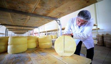 Türkiye’nin zengin mirası canlanıyor: Değerlerin Daveti’nde günün ürünü: Malkara eski kaşar peyniri